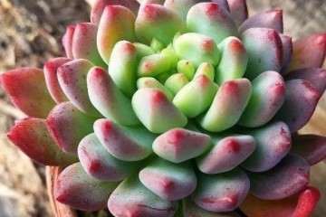 夏天多肉植物室外露养 要做好控水工作