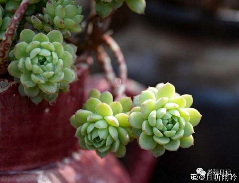 闲着没事就会给多肉浇一点水