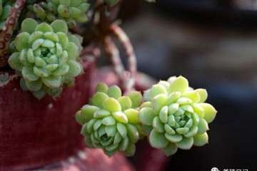 闲着没事就会给多肉浇一点水 大错特错