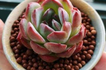 多肉秋天换盆后用什么土壤最好 图片