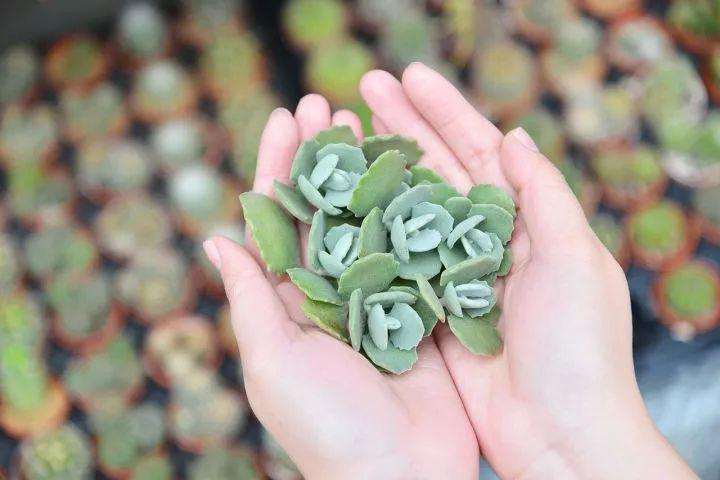 千兔耳多肉植物怎么养护的5个方法