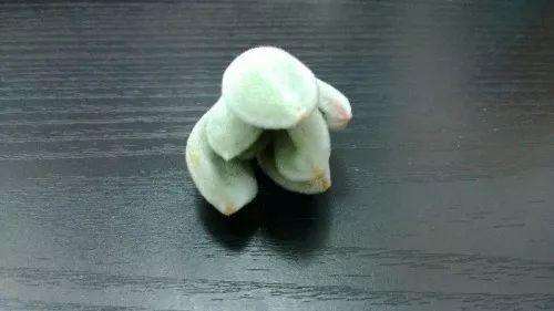 千兔耳多肉植物怎么养护的5个方法