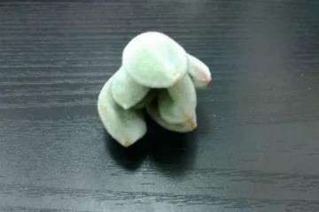 千兔耳多肉植物怎么土壤养护的方法