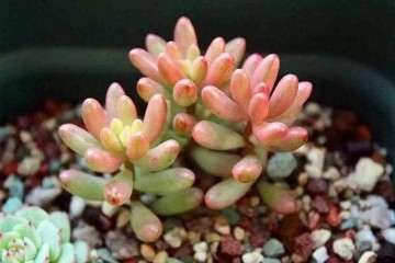 多肉烂根的原因及怎么解决的措施