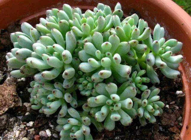 怎么治疗多肉植物的发霉 