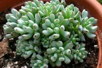 怎么治疗多肉植物的发霉 图片