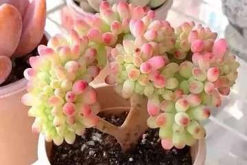 要注意通风 可以预防多肉植物的发霉