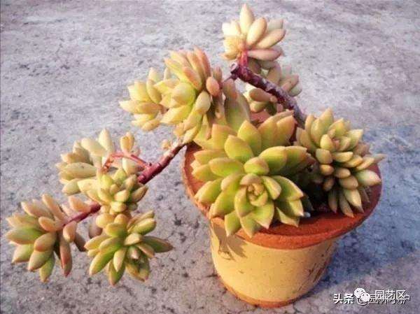 养护多肉植物下面这10个错误不可犯