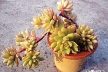 养护多肉植物下面这10个错误不可犯