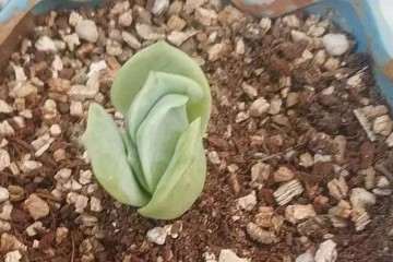 多肉植物蛭石发根注意事项有哪些 图片