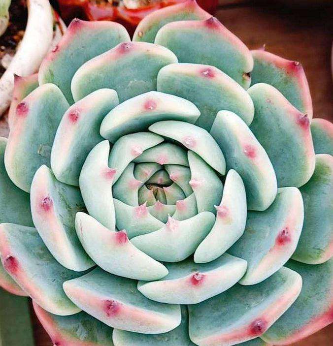 多肉植物徒长怎么办