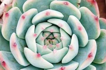 多肉植物徒长怎么办 图片