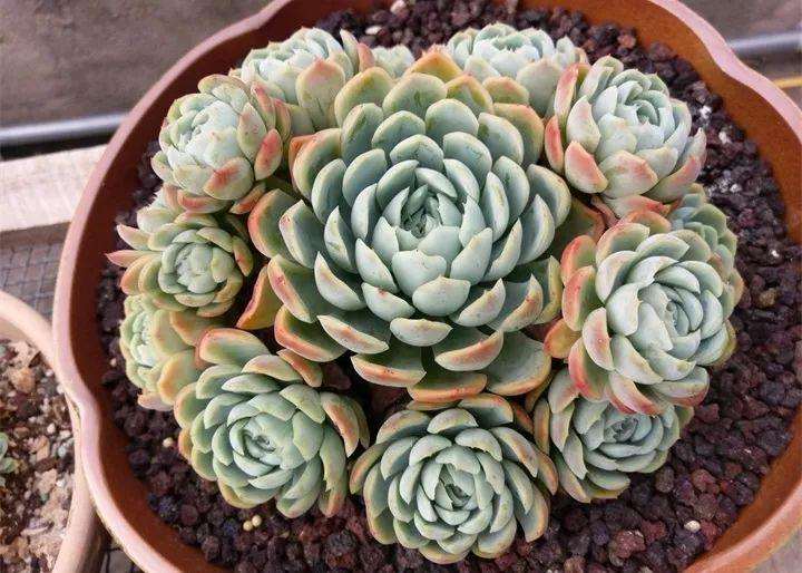 多肉养肥的秘诀