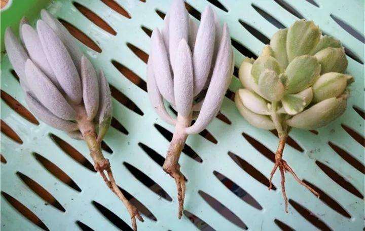 多肉养肥的秘诀