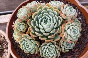 多肉养肥的秘诀 全都在这啦 图片