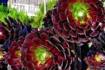 九月养多肉避免多浇水和淋大雨 图片