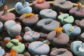 秋季多肉进入生长期 该这么浇水 图片