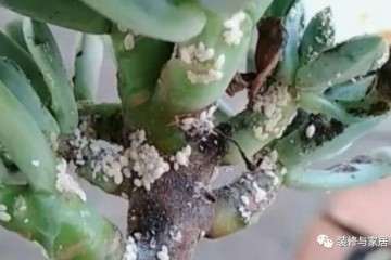 秋天养多肉又招虫  一招就能消灭干净