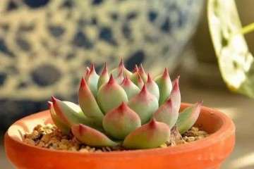 秋天的哪些因素都有利于多肉的生长 图片