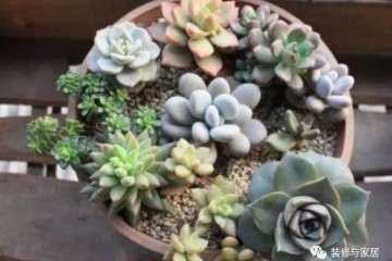 秋季养多肉 记住换盆 第一步选个靠谱的花盆