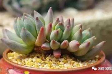 秋季千万不要使用这种方法给多肉浇水