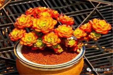 给蒂亚多肉浇水时间上有什么讲究