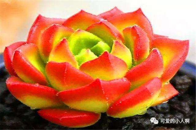 多肉蒂亚要多晒太阳