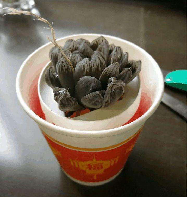 图解 夏天多肉烂根 扔水里可以救活