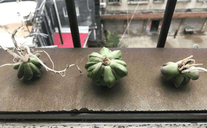 图解 夏天多肉烂根 扔水里可以救活