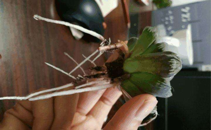 图解 夏天多肉烂根 扔水里可以救活