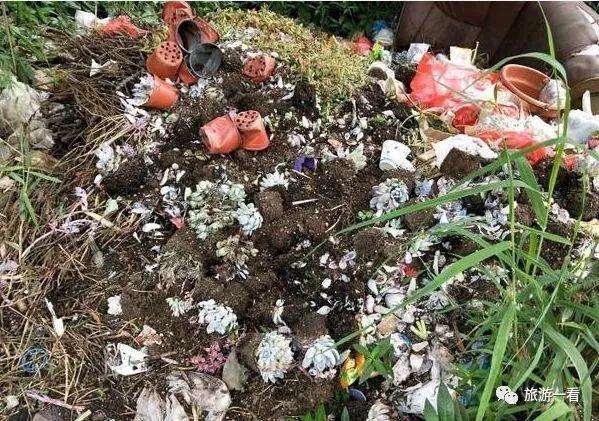 去云南昆明旅游捡了一筐的烂多肉