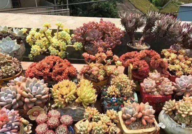 去云南昆明旅游捡了一筐的烂多肉