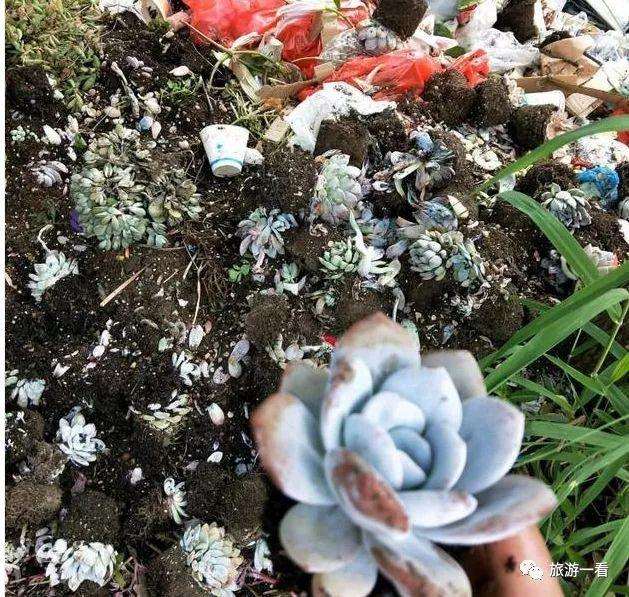 去云南昆明旅游捡了一筐的烂多肉