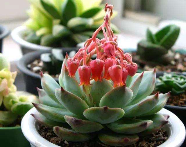 景天科多肉不同品种的5个养护方式