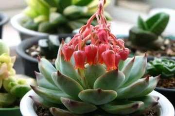 景天科多肉不同品种的5个养护方式
