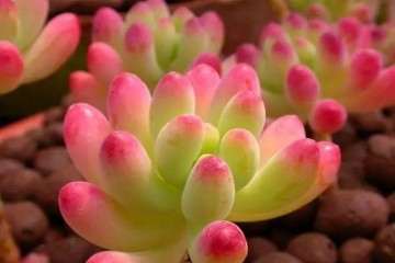 多肉植物真的很好照顾吗 做多比死