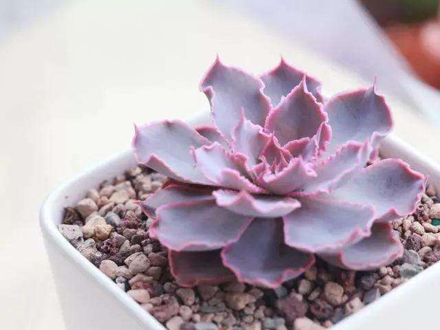 在室内养多肉植物可以吗