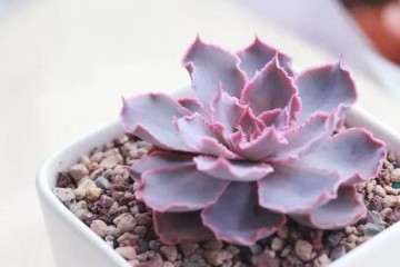 在室内养多肉植物可以吗 完全不建议