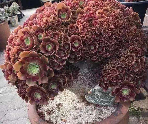 多肉植物的冠锦缀化群生老桩 多头等分别指什么