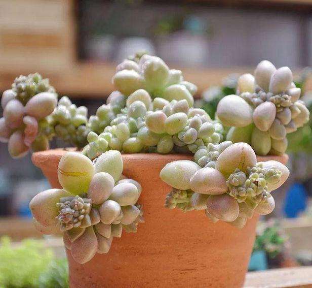 多肉植物的冠锦缀化群生老桩 多头等分别指什么