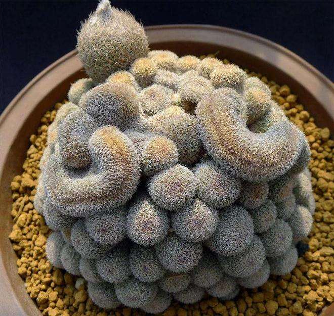 多肉植物的冠锦缀化群生老桩 多头等分别指什么