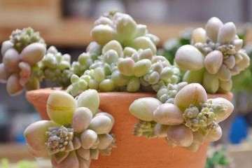 多肉植物的冠锦缀化群生老桩 多头等分别指什么