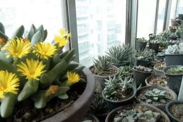 室内阳台怎么养多肉植物的方法 图片