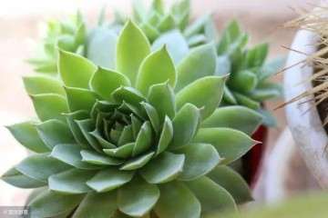 养多肉植物一定要避免淋雨 尤其是大雨