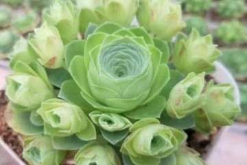 秋季多肉长不好的原因 施肥不足