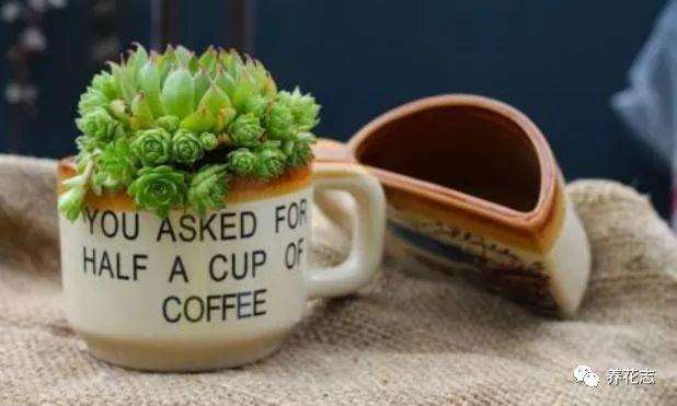 多肉植物怎么上盆和养护的方法