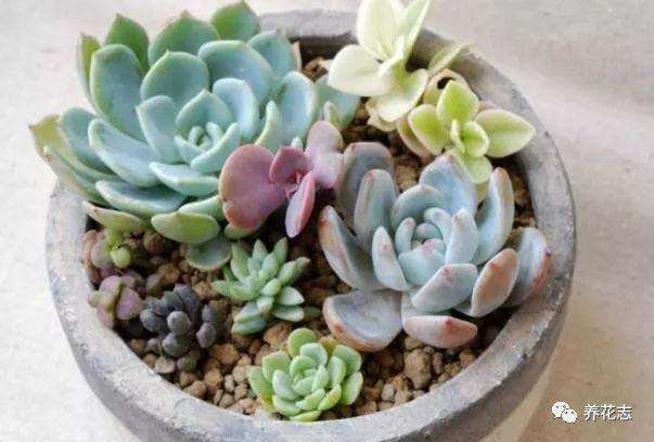 多肉植物怎么上盆和养护的方法