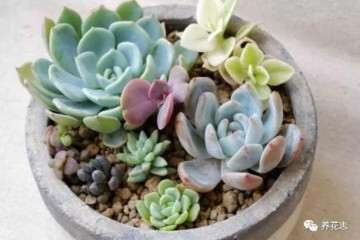 多肉植物怎么上盆和养护的方法