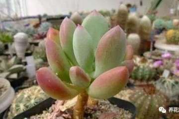 多肉植物怎么修根催根的方法 图片