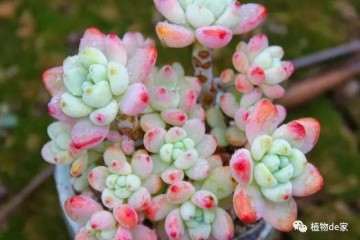 露养多肉怕淋雨 是你的方法不对